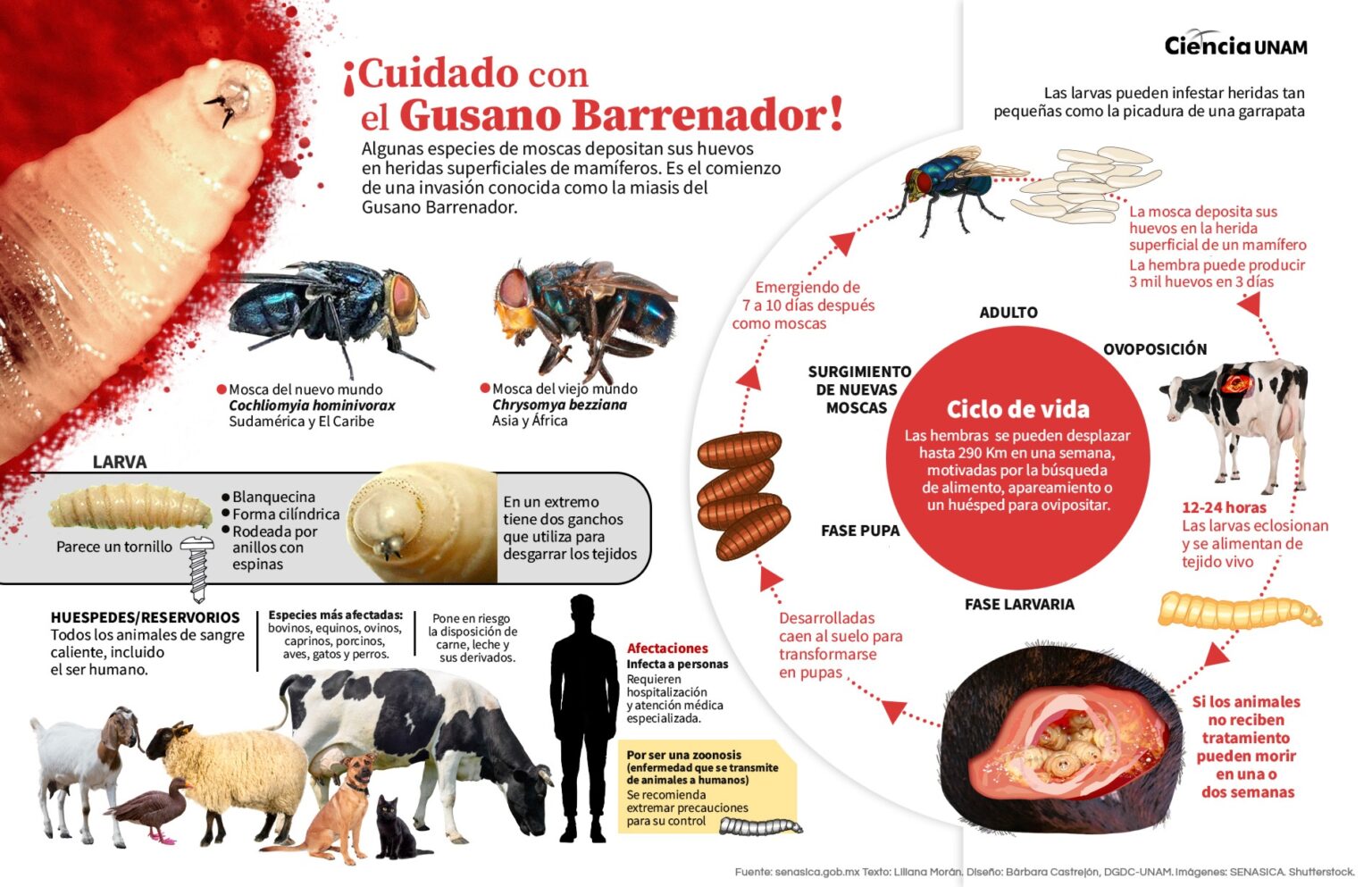 Infografía del gusano barrenador - Ciencia UNAM